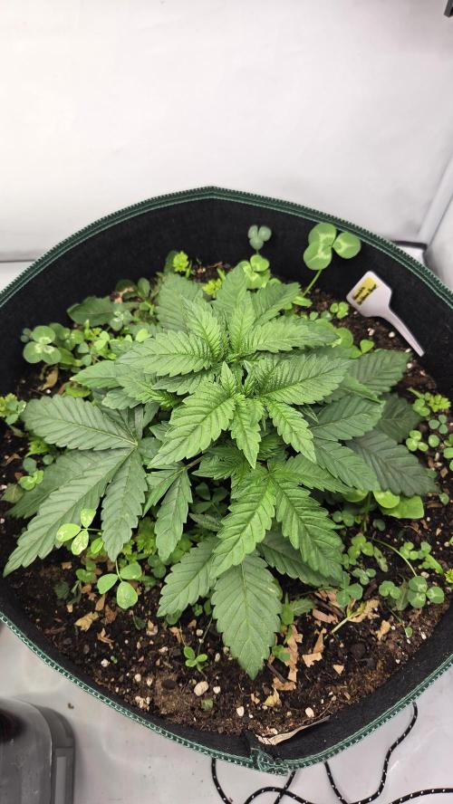 Kannabias Karibbean Mango. Week 4 - Tag 29