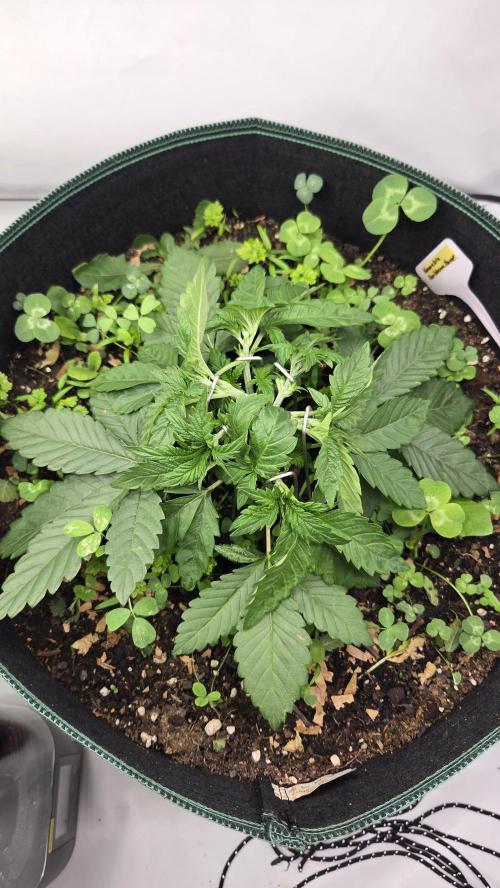 Kannabias Karibbean Mango. Week 4 - Tag 29