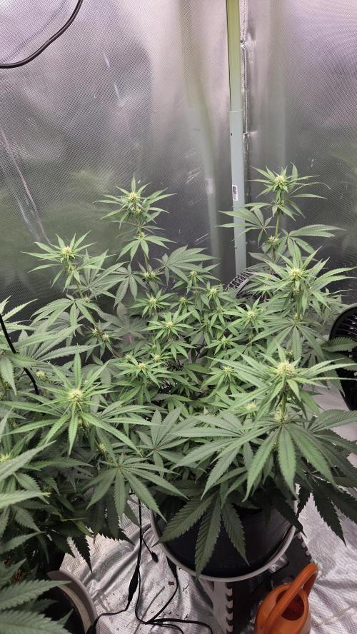 Kannabia Candy Cream Go Fast. Week 7 - Tag 56 
Blütetag 20