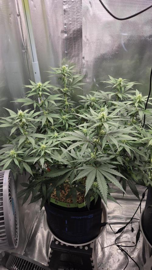 Kannabia Sunset Sherbet Go Fast. Week 9 - Tag 66
Blütetag 30