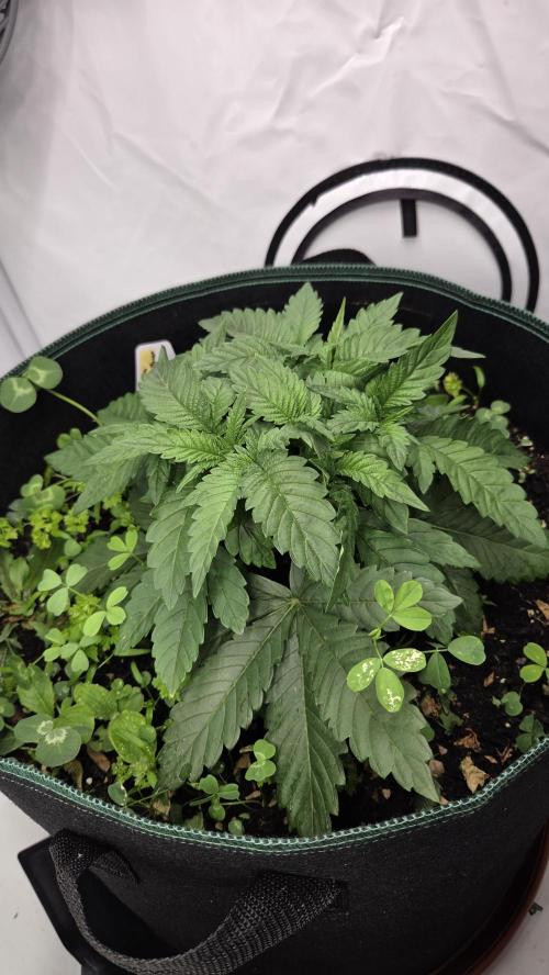 Pflanzregal 150W . Week 4