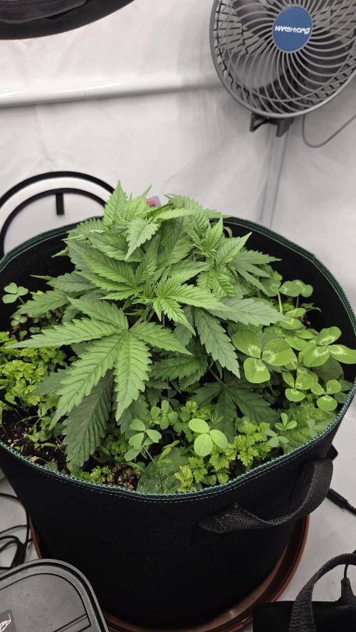 Pflanzregal 150W . Week 4
