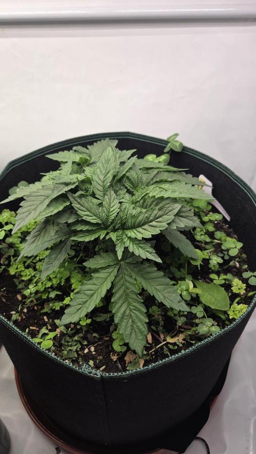 Kannabias Karibbean Mango. Week 4 - Tag 31