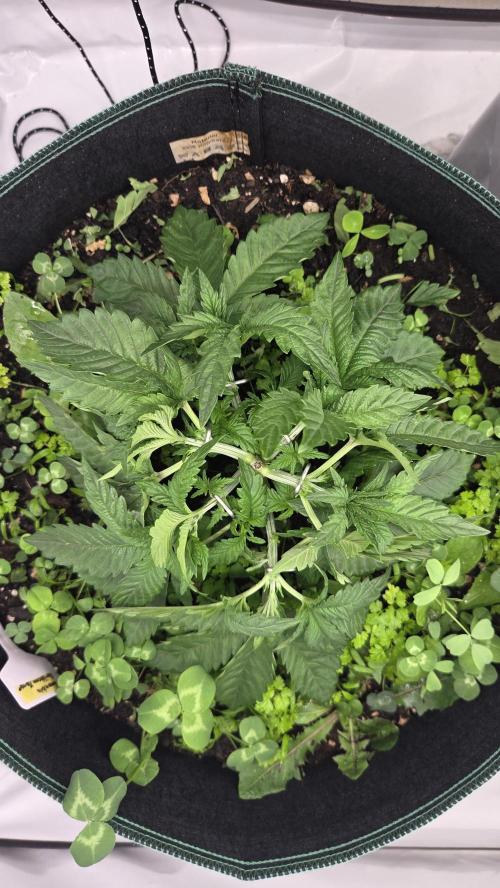 Kannabias Karibbean Mango. Week 4 - Tag 31