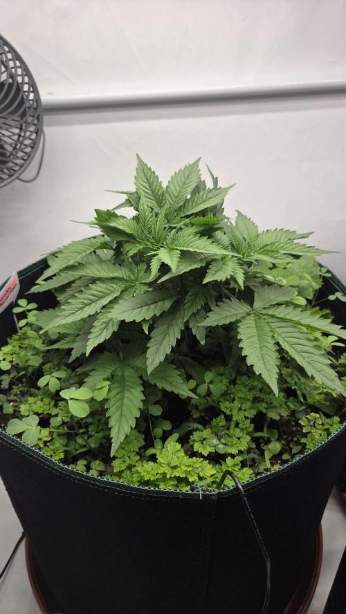 Kannabias Cherry Dream. Week 4 - Tag 31