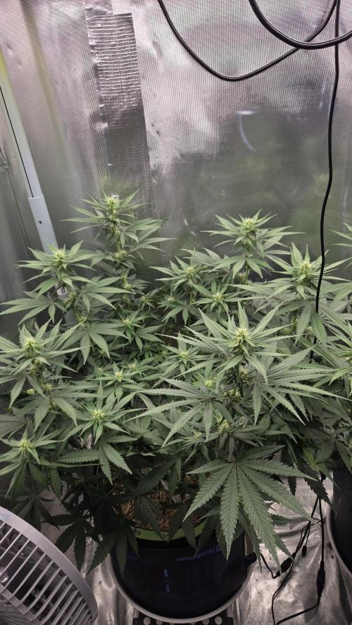 Kannabia Sunset Sherbet Go Fast. Week 9 - Tag 67
Blütetag 31