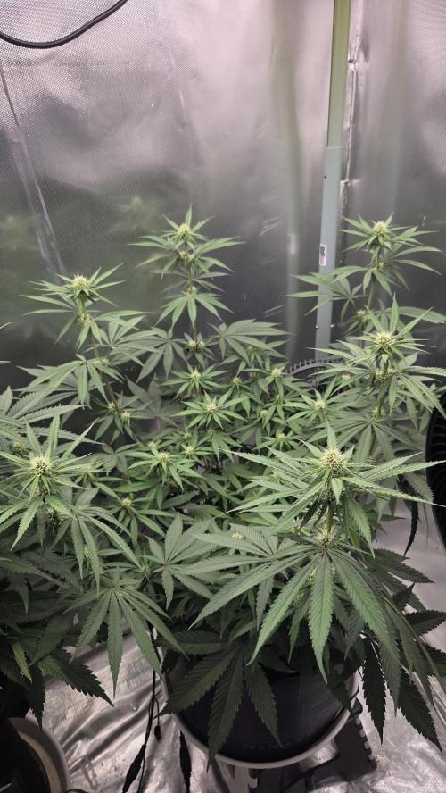 Kannabia Candy Cream Go Fast. Week 8 - Tag 57
Blütetag 21