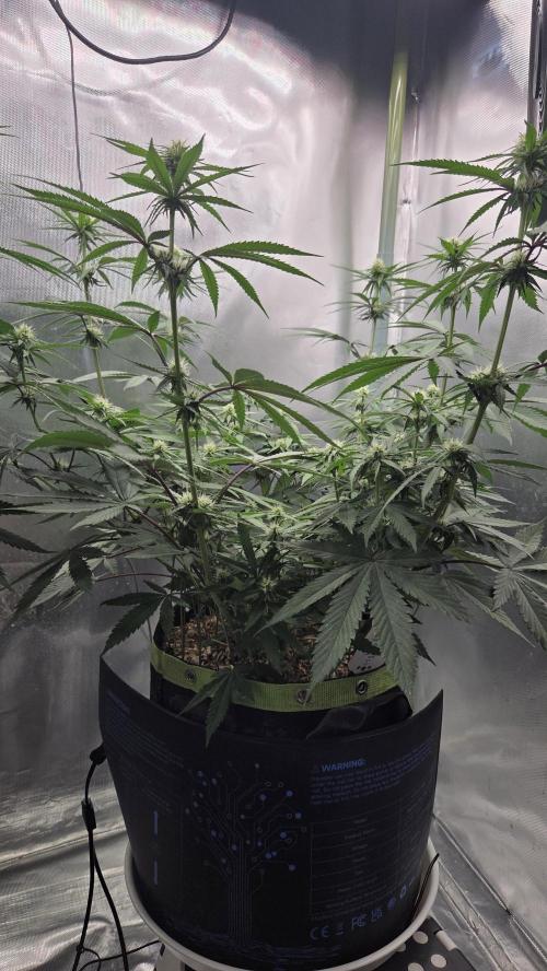 Kannabia Candy Cream Go Fast. Week 8 - Tag 57 
Blütetag 21