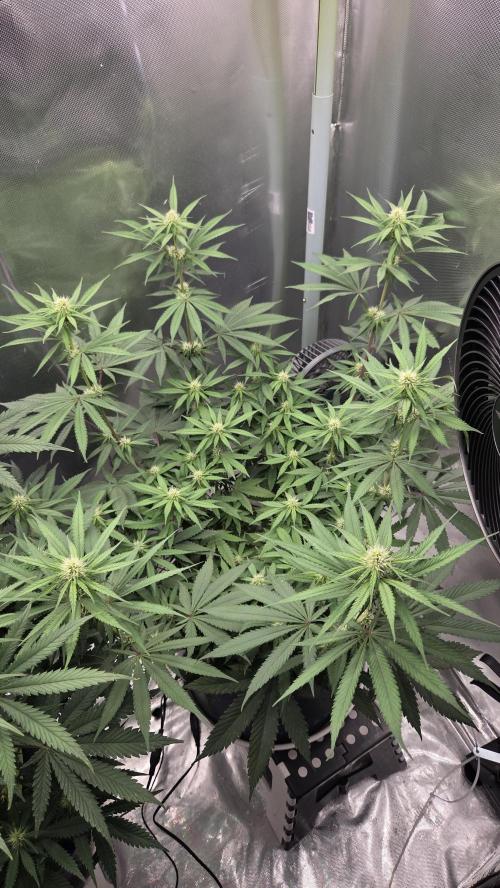 Kannabia Candy Cream Go Fast. Week 8 - Tag 58
Blütetag 22