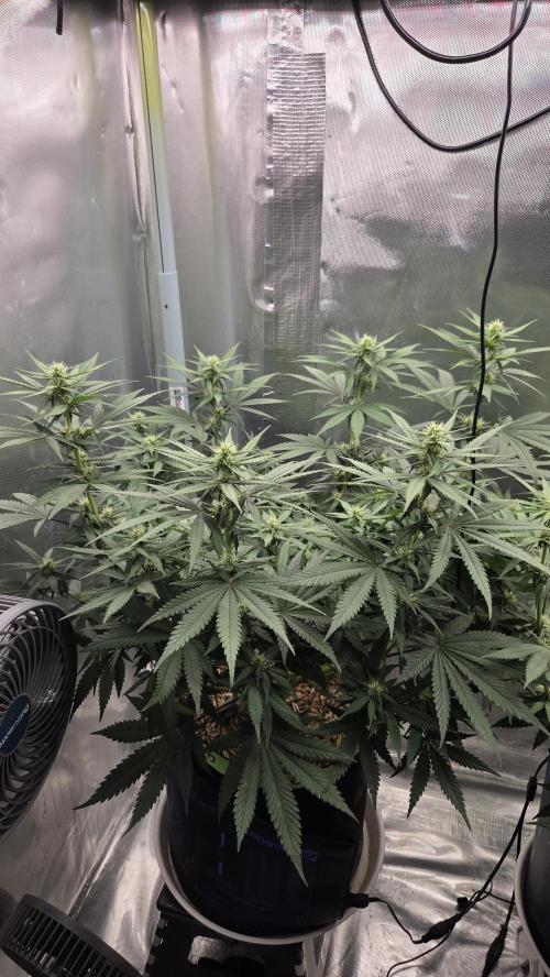 Kannabia Sunset Sherbet Go Fast. Week 9 - Tag 68
Blütetag 32