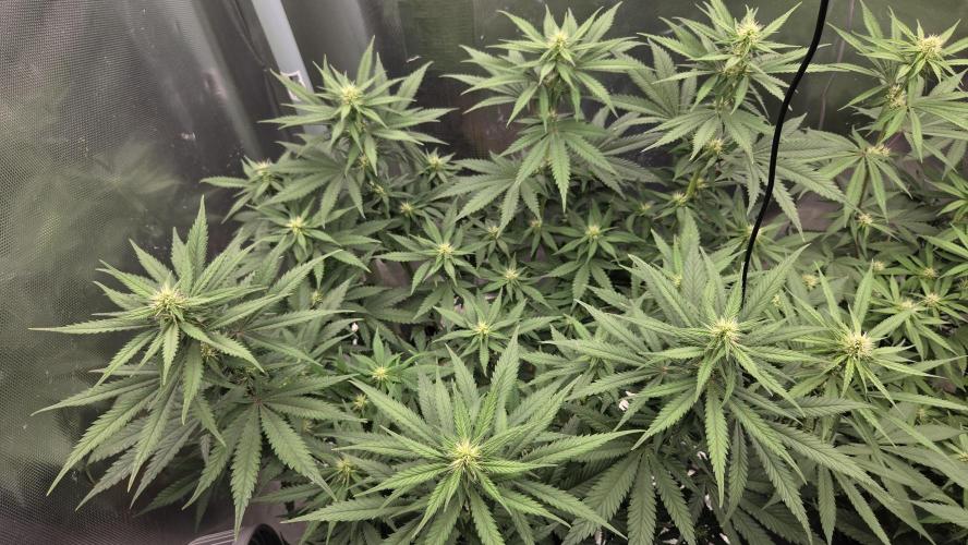 Kannabia Sunset Sherbet Go Fast. Week 9 - Tag 68
Blütetag 32