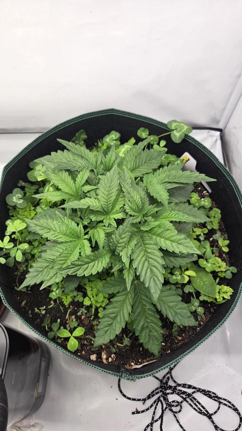 Kannabias Karibbean Mango. Week 4 - Tag 32