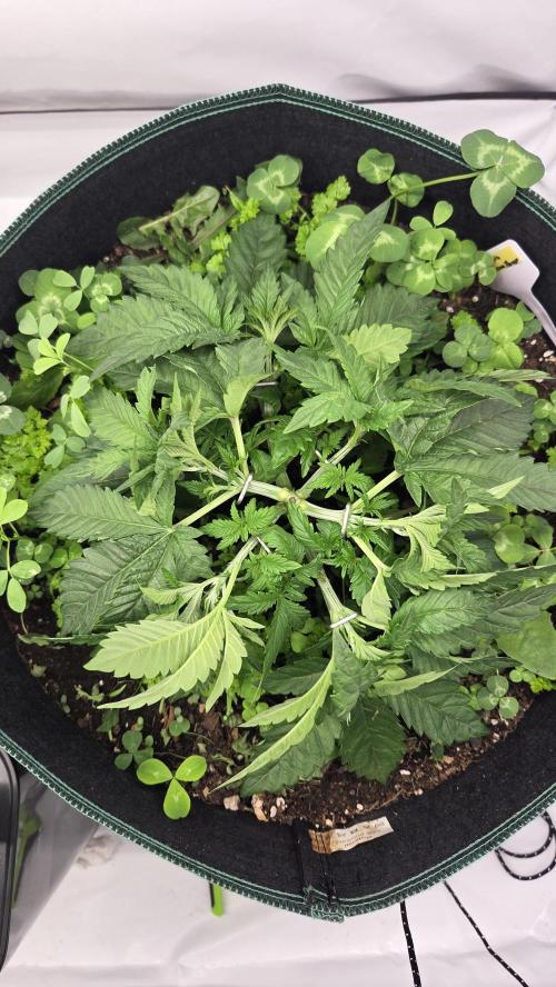 Kannabias Karibbean Mango. Week 4 - Tag 32