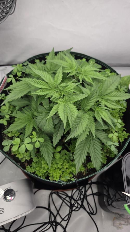 Kannabias Cherry Dream. Week 4 - Tag 32