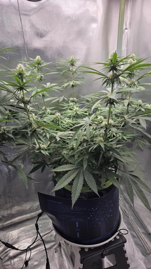 Kannabia Candy Cream Go Fast. Week 8 - Tag 60 
Blütetag 24