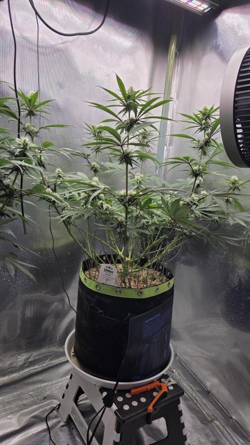 Kannabia Candy Cream Go Fast. Week 8 - Tag 60 
Blütetag 24