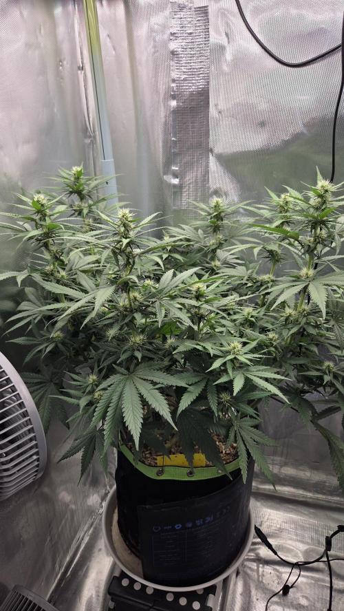 Kannabia Sunset Sherbet Go Fast. Week 10 - Tag 70 
Blütetag 34