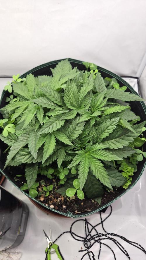 Kannabias Karibbean Mango. Week 4 - Tag 34