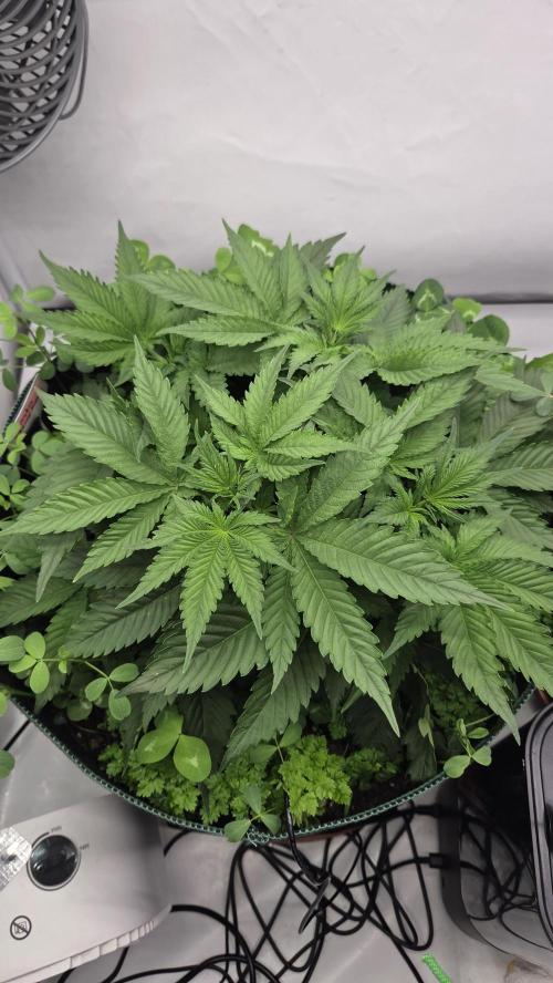 Pflanzregal 150W . Week 4