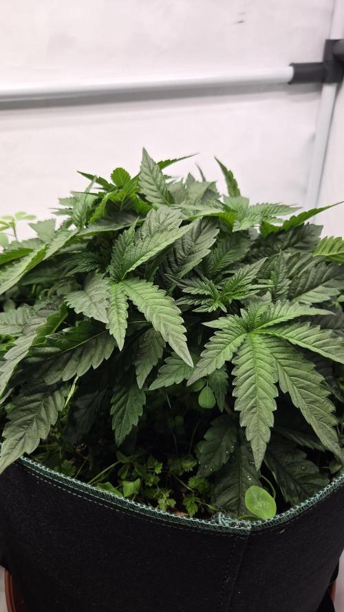 Kannabias Karibbean Mango. Week 4 - Tag 35