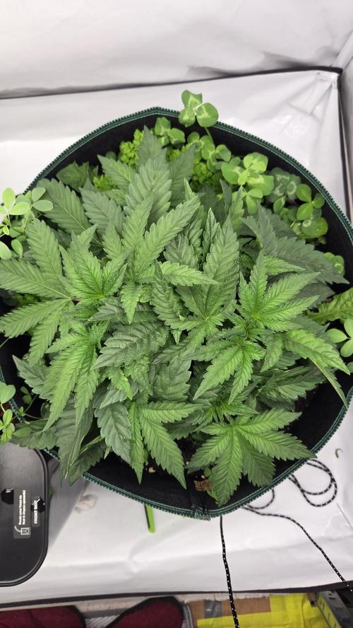 Kannabias Karibbean Mango. Week 4 - Tag 35