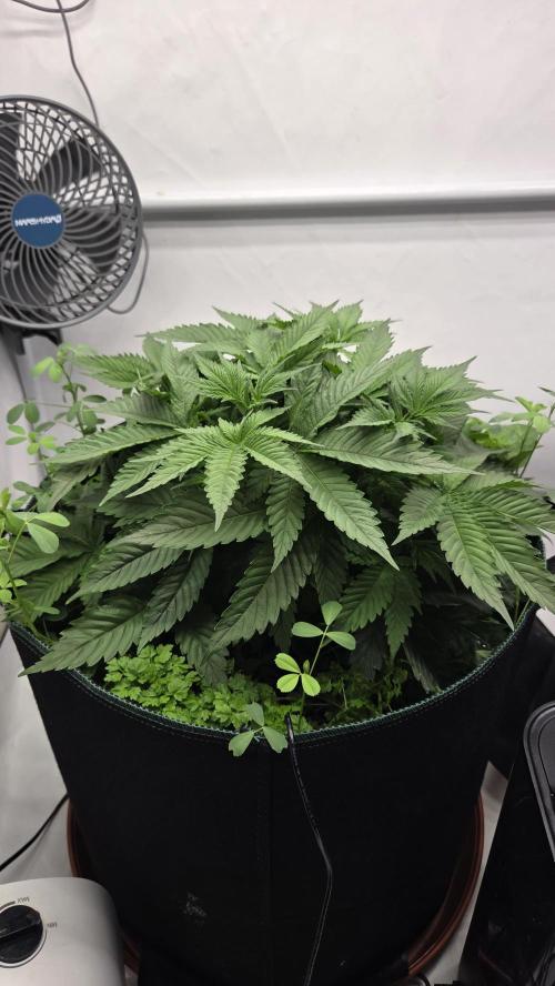 Kannabias Cherry Dream. Week 4 - Tag 35