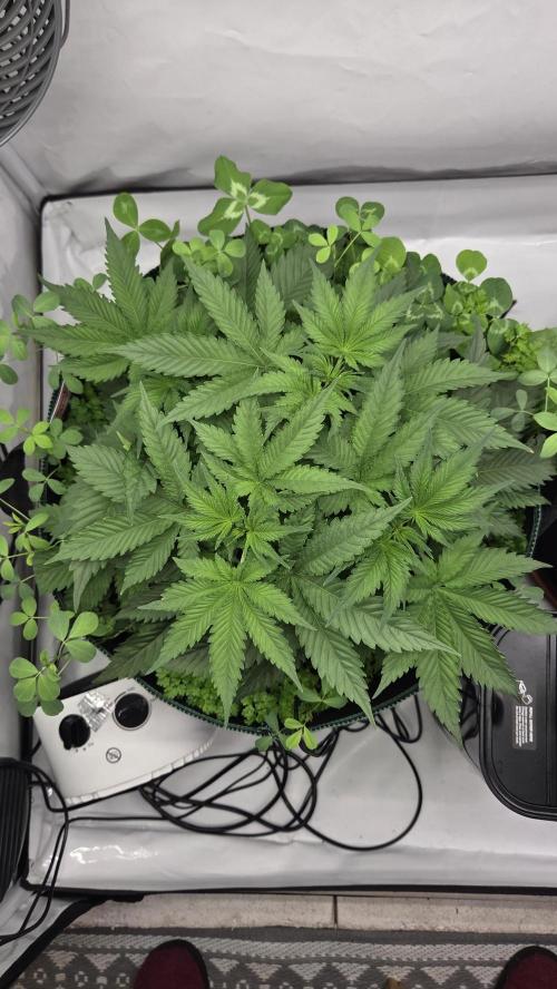 Kannabias Cherry Dream. Week 4 - Tag 35
