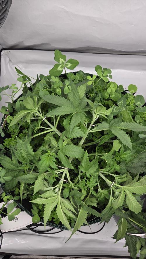 Pflanzregal 150W . Week 4