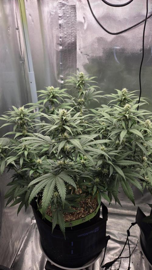 Kannabia Sunset Sherbet Go Fast. Week 10 - Tag 71
Blütetag 35