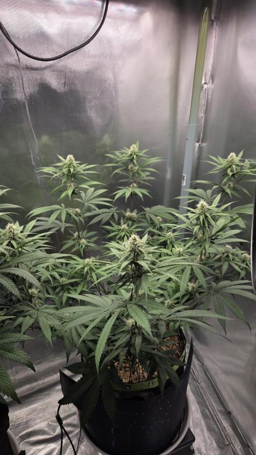 Kannabia Candy Cream Go Fast. Week 8 - Tag 61
Blütetag 25

