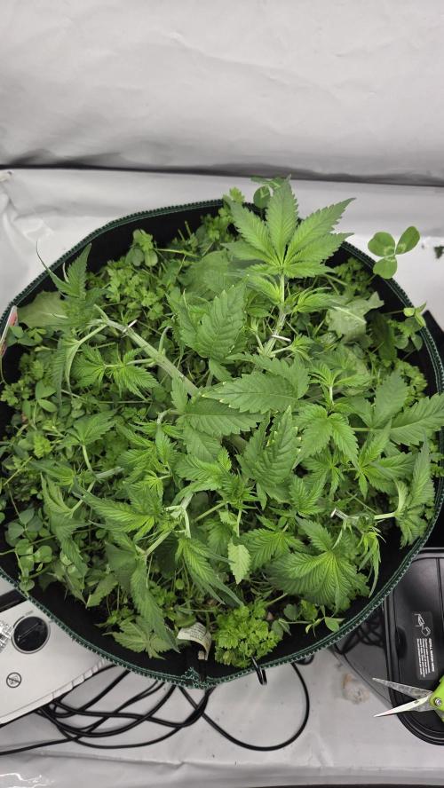 Kannabias Karibbean Mango. Week 5 - Tag 36
1 Tag nach 24h Nacht