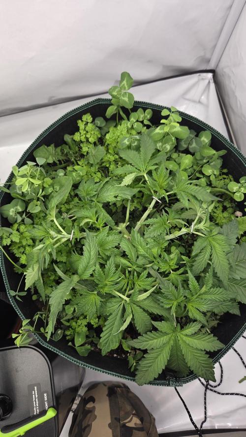 Pflanzregal 150W . Week 5