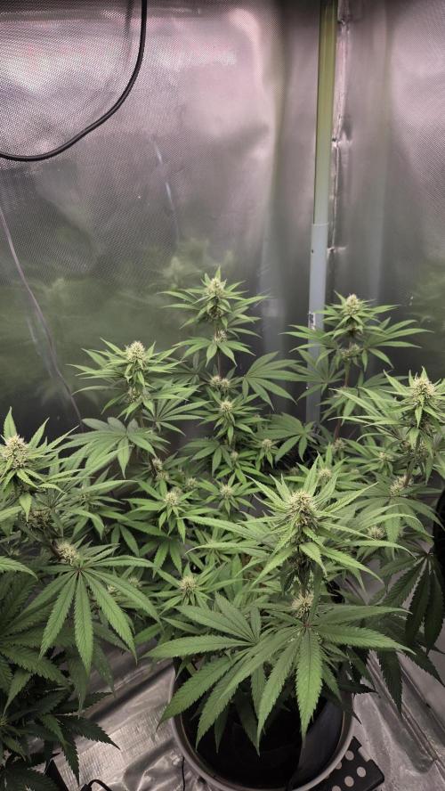 Kannabia Candy Cream Go Fast. Week 8 - Tag 62
Blütetag 26