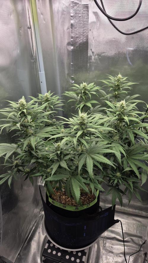 Kannabia Sunset Sherbet Go Fast. Week 10 - Tag 72
Blütetag 36