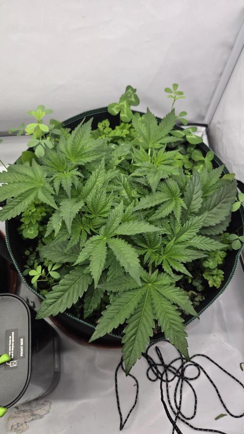 Kannabias Karibbean Mango. Week 5 - Tag 37
Blütetag 2