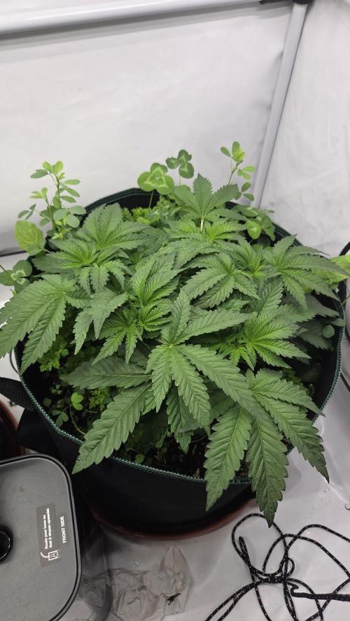 Kannabias Karibbean Mango. Week 5 - Tag 38
Blütetag 3