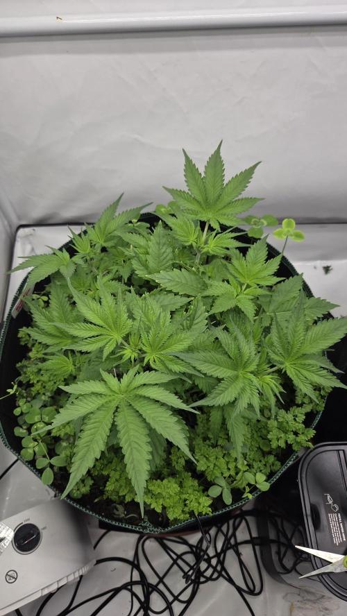 Kannabias Cherry Dream. Week 5 - Tag 37
Blütetag 2