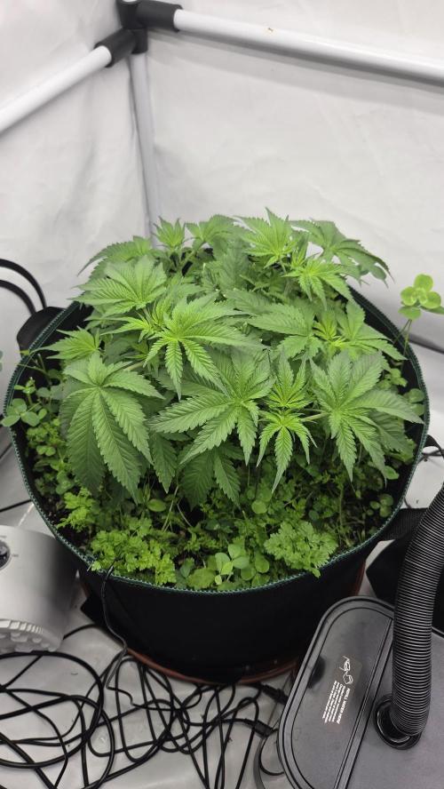 Pflanzregal 150W . Week 5