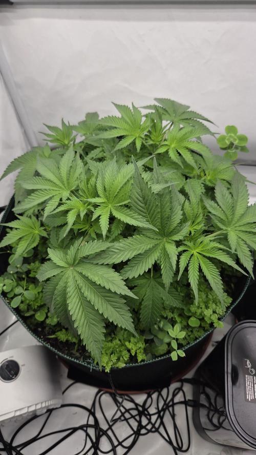 Kannabias Cherry Dream. Week 5 - Tag 39
Blütetag 4