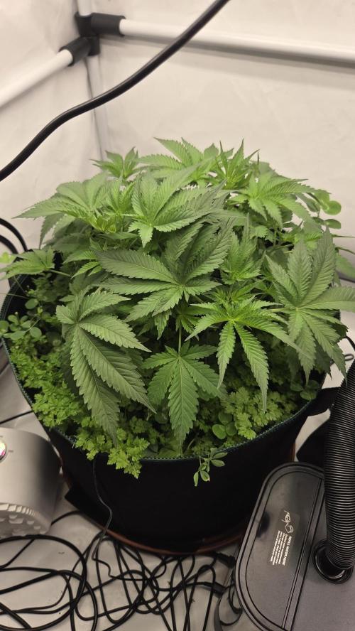 Pflanzregal 150W . Week 5