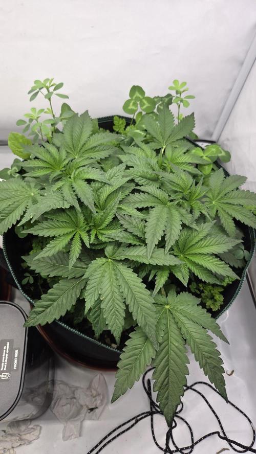 Kannabias Karibbean Mango. Week 5 - Tag 39
Blütetag 4