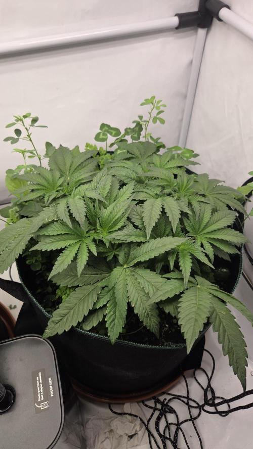 Kannabias Karibbean Mango. Week 5 - Tag 40
Blütetag 5