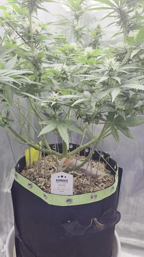 Kannabia Sunset Sherbet Go Fast