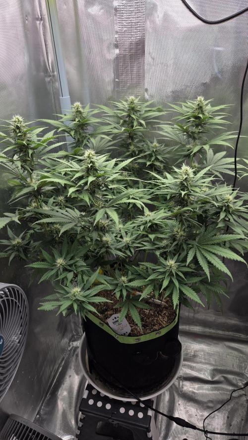 Kannabia Sunset Sherbet Go Fast. Week 10 - Tag 75
Blütetag 39