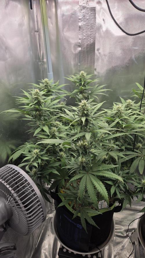 Kannabia Sunset Sherbet Go Fast. Week 10 - Tag 76
Blütetag 40