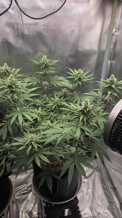 Kannabia Candy Cream Go Fast. Week 9 - Tag 66
Blütetag 30