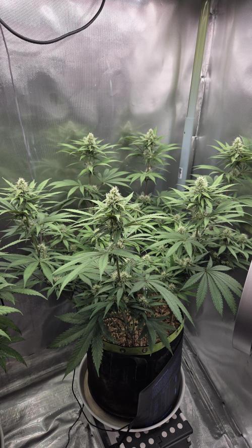Kannabia Candy Cream Go Fast. Week 9 - Tag 65
Blütetag 29