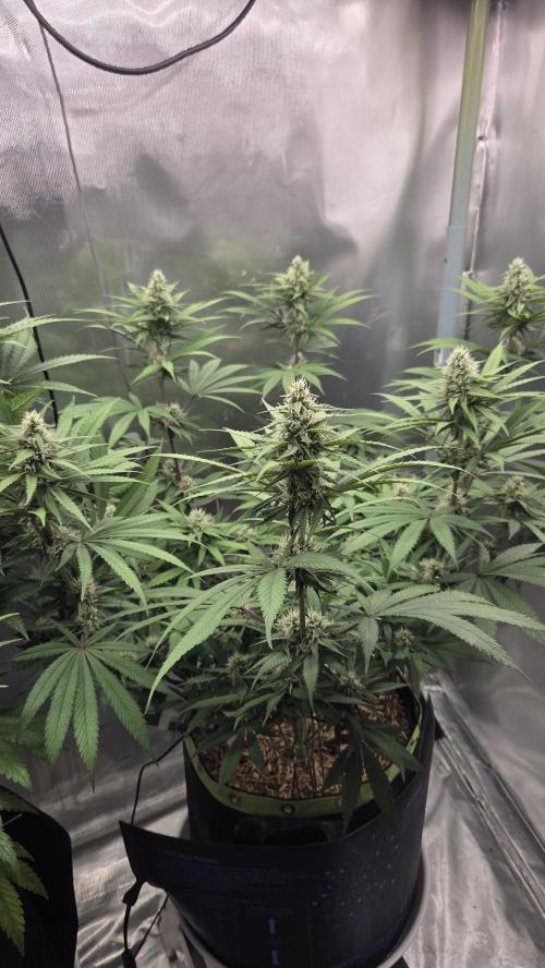 Kannabia Candy Cream Go Fast. Week 9 - Tag 67
Blütetag 31