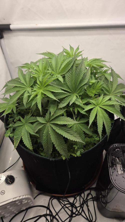 Kannabias Cherry Dream. Week 5 - Tag 41
Blütetag 6