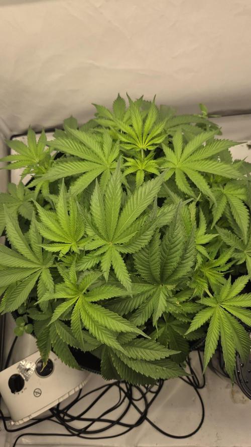 Pflanzregal 150W . Week 5